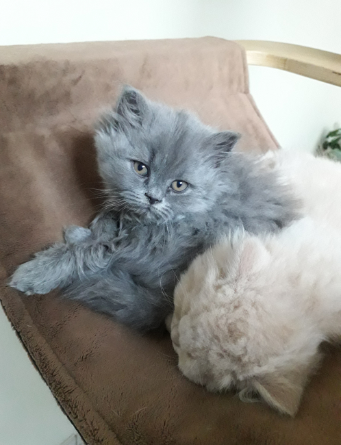 Un chats, de la race british. 