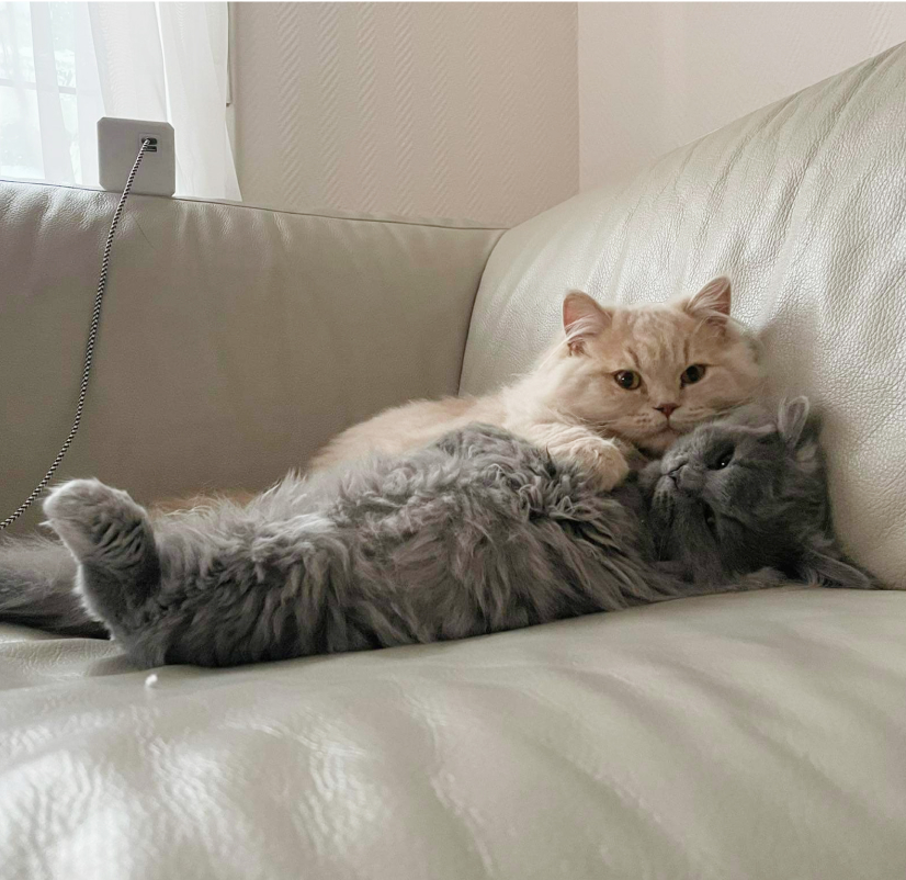 Présentation de chats de la chatteries.